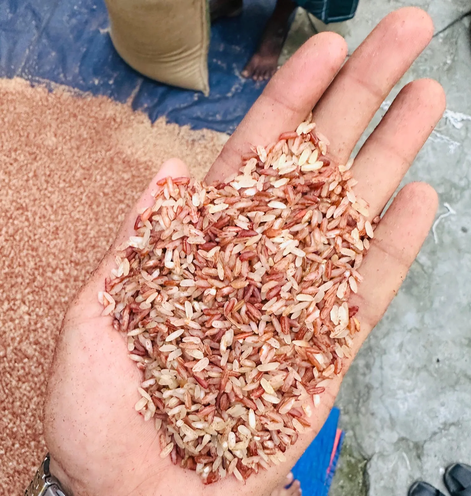 Ganjia Half Fibre Red Rice (Lal Chal)